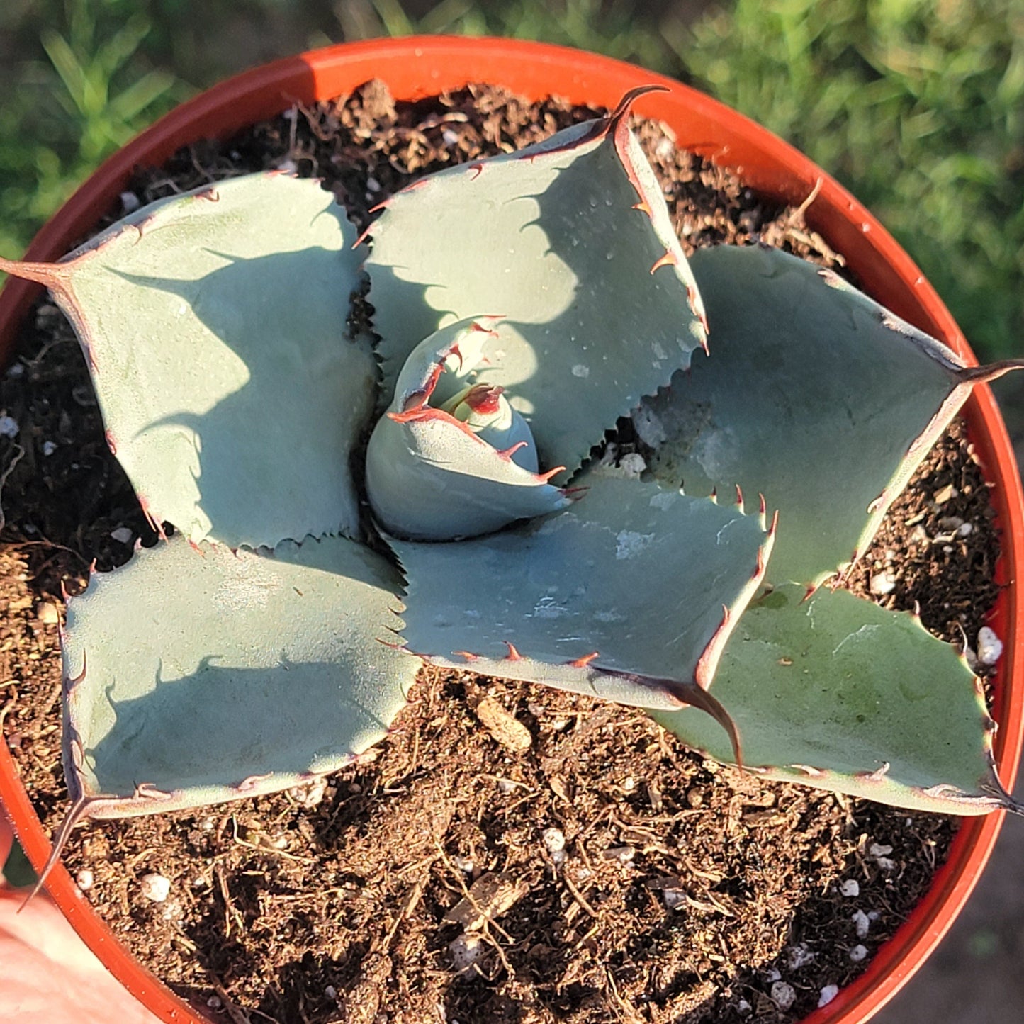 Agave parryi truncata 'Artichoke Agave'