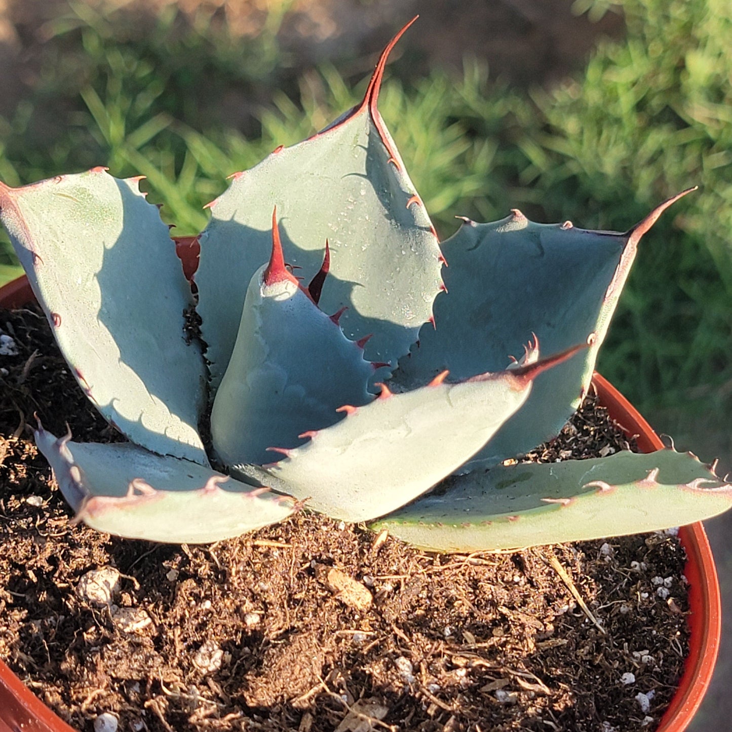 Agave parryi truncata 'Artichoke Agave'