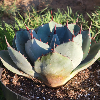 Agave parryi truncata 'Artichoke Agave'