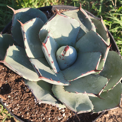 Agave parryi truncata 'Artichoke Agave'