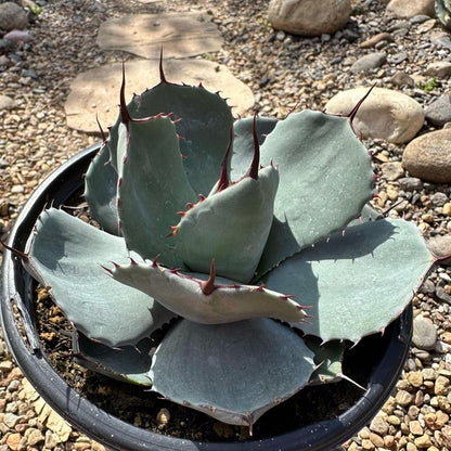 DesertScapeSucculent Agave 6”/1 Gal Assorted Agave parryi truncata 'Artichoke Agave'