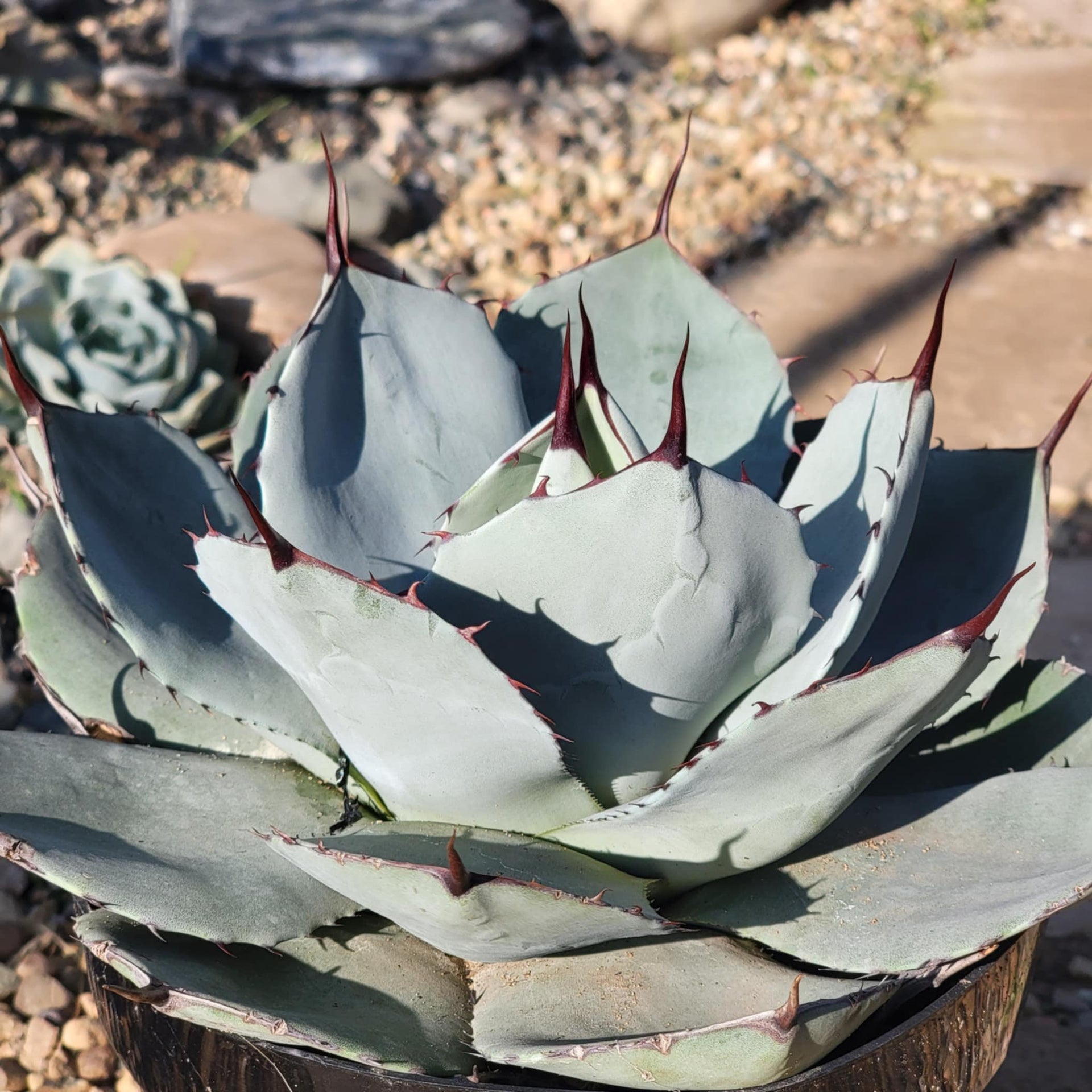 agave truncata Agave parryi truncata 'Artichoke Agave'