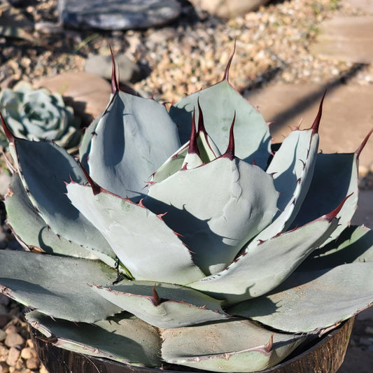 DesertScapeSucculent Agave 8"/2 Gal Assorted Agave parryi truncata 'Artichoke Agave'