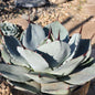 Agave parryi truncata 'Artichoke Agave' - 2 gal Assorted - Agave - DesertScapeSucculent
