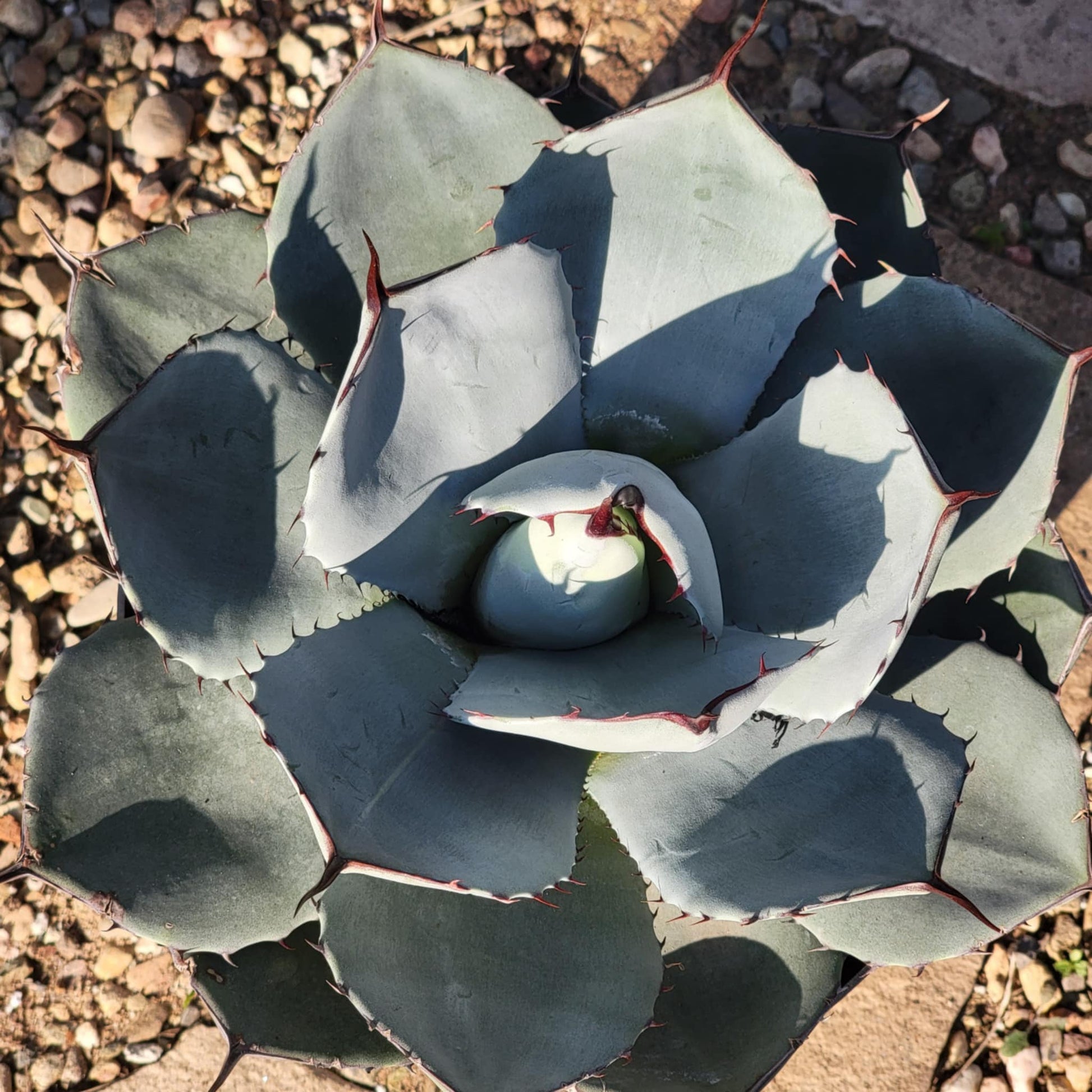 DesertScapeSucculent Agave 8"/2 Gal Assorted Agave parryi truncata 'Artichoke Agave'