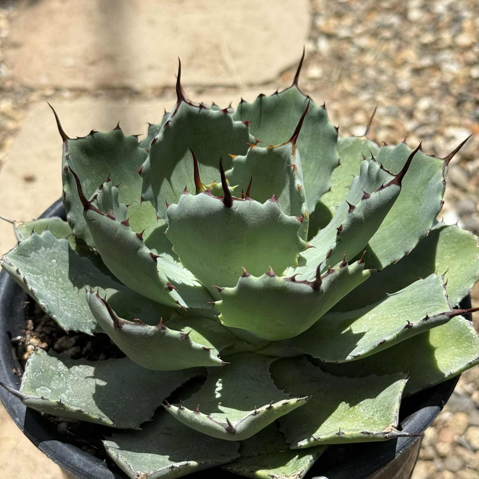 Agave potatorum 'Kichiokan' - 2 gal Assorted - Agave - DesertScapeSucculent