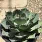 Agave potatorum 'Kichiokan' - 2 gal Assorted - Agave - DesertScapeSucculent