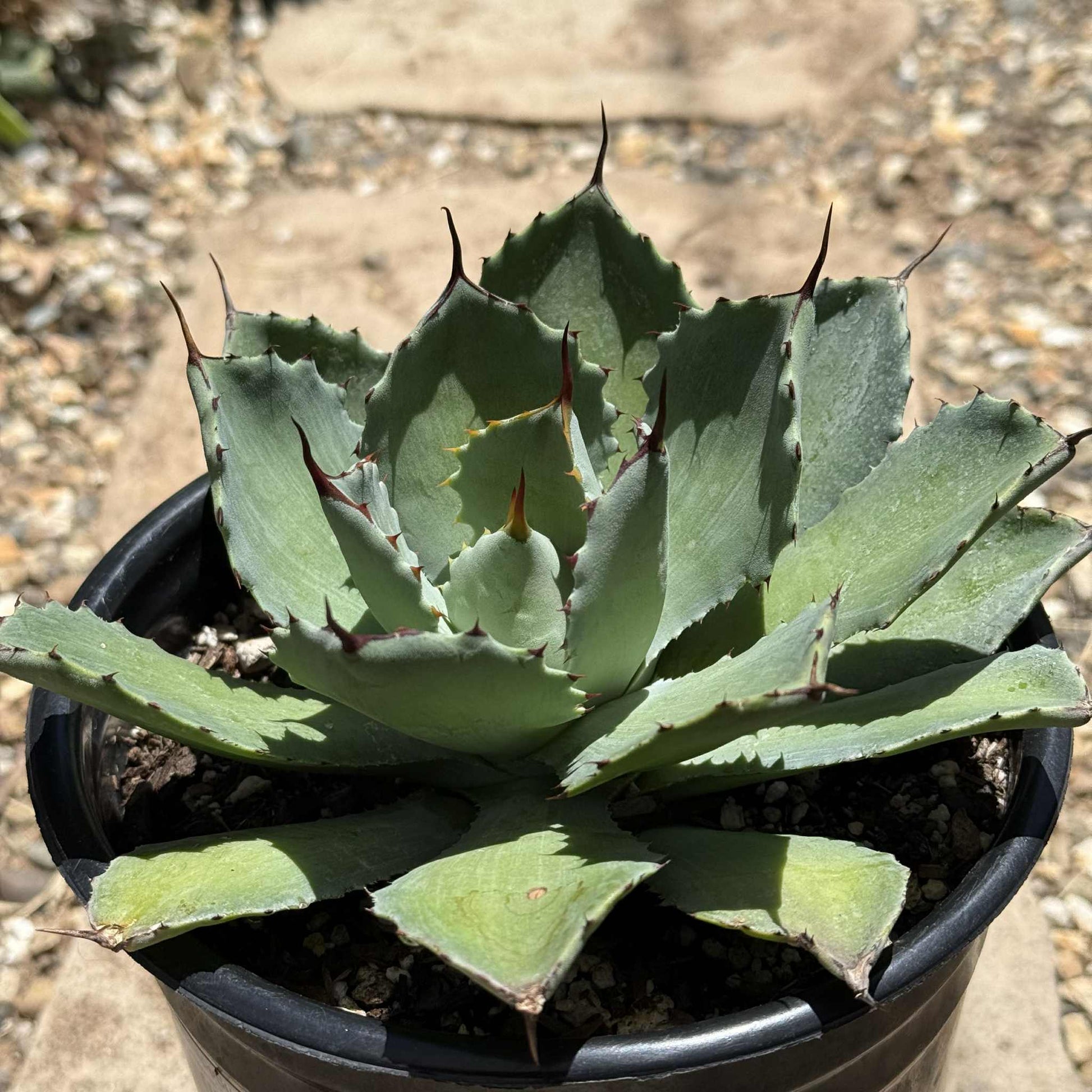 Agave potatorum 'Kichiokan' - 1 gal Assorted - Agave - DesertScapeSucculent