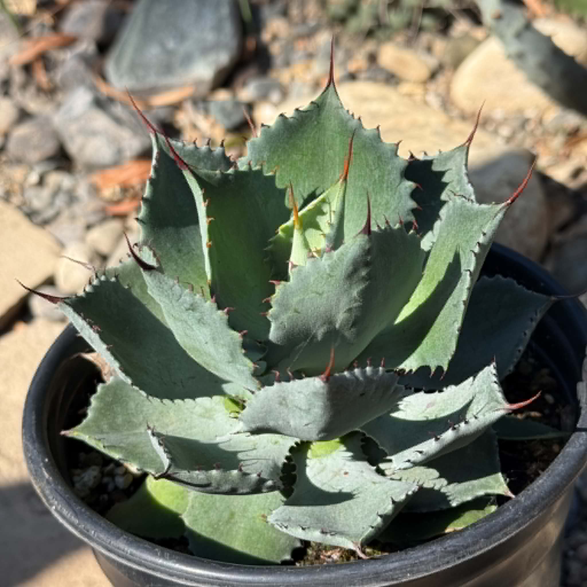 Agave potatorum 