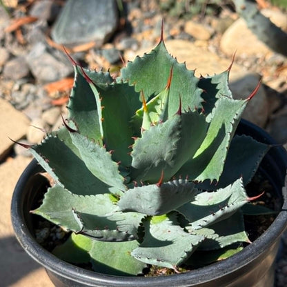 DesertScapeSucculent Agave 1 gallon Agave potatorum 'Kichiokan'