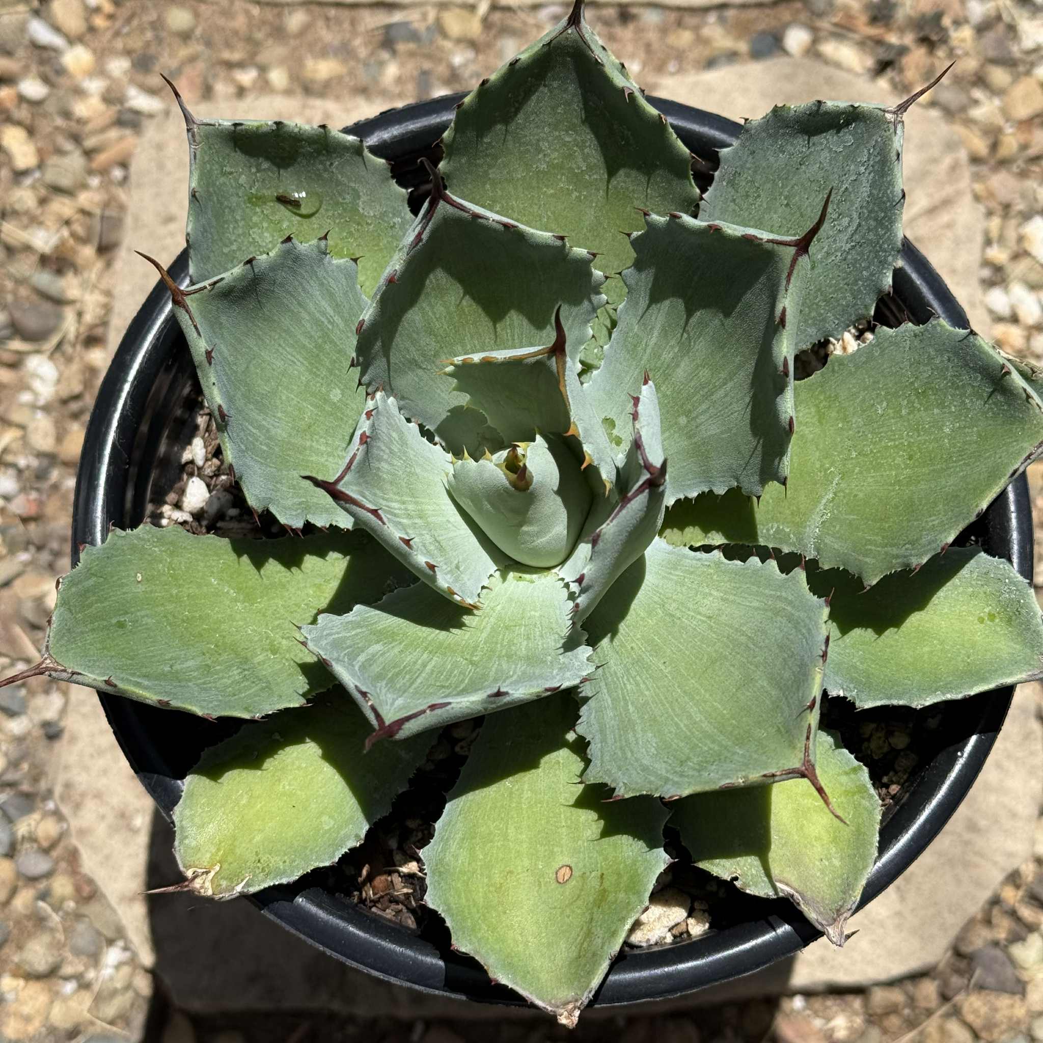Agave macroacantha pot Ø 25 cm | CactusMania Agave potatorum