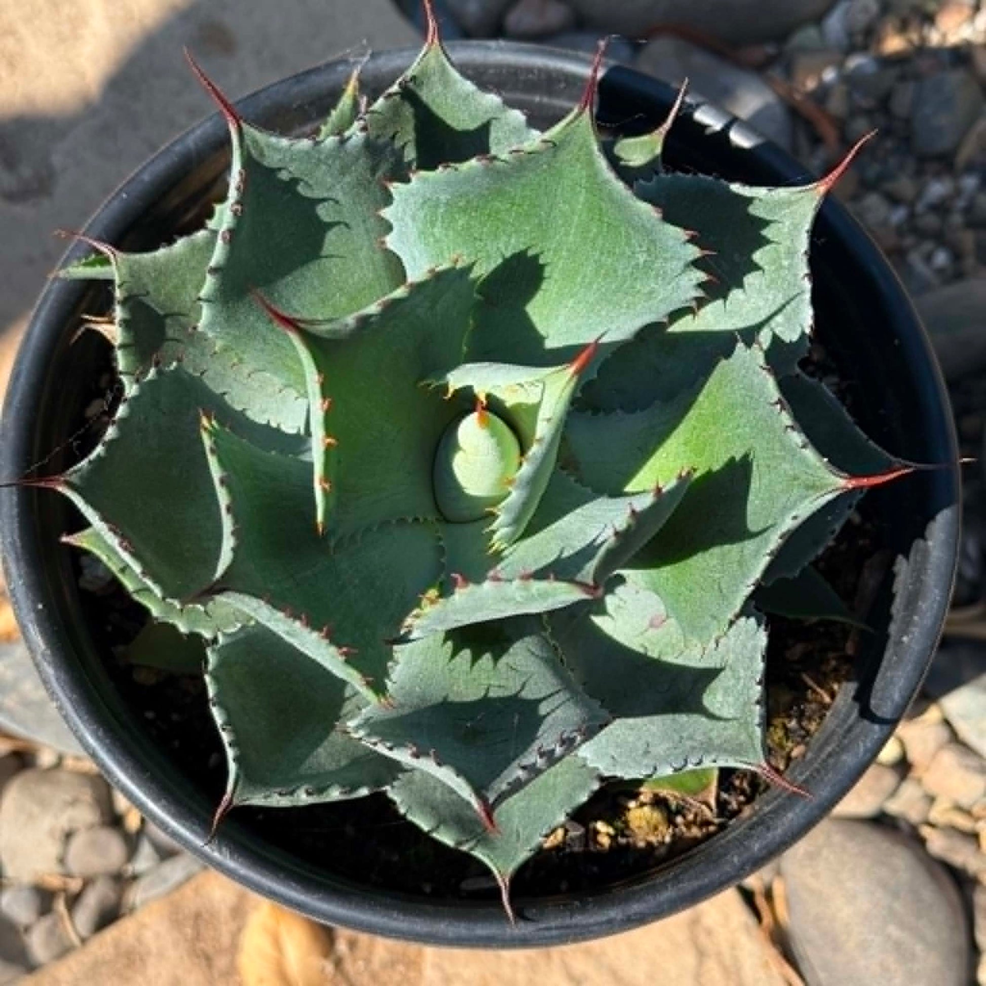 DesertScapeSucculent Agave Agave potatorum 'Kichiokan'
