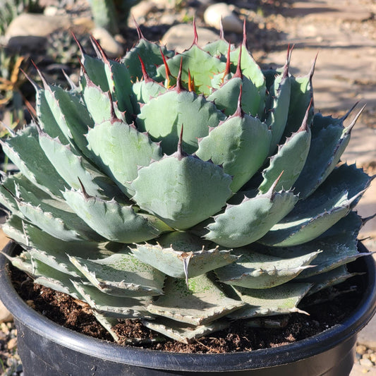 DesertScapeSucculent Agave 2 gal Assorted Agave potatorum 'Kichiokan'