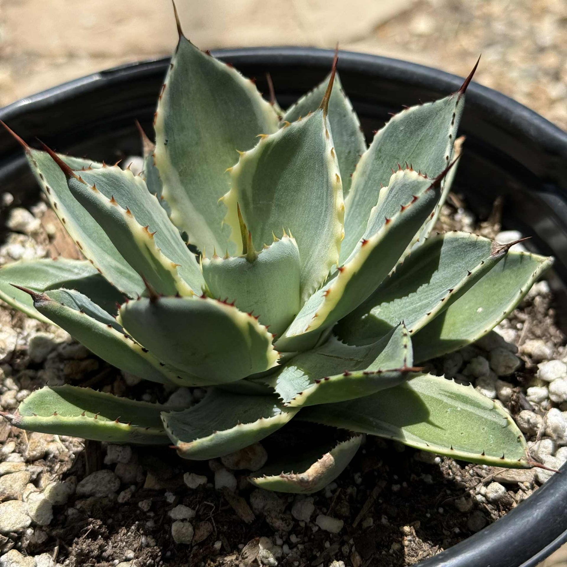 Agave potatorum 'Kichiokan' Variegated – DesertScapeSucculent
