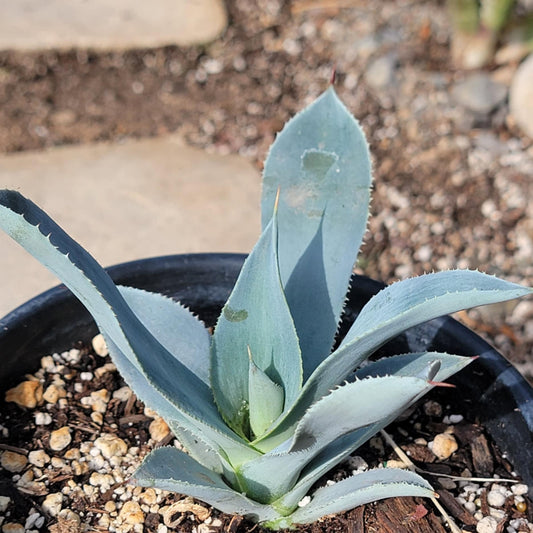 DesertScapeSucculent Agave 1 gal Assorted Agave pygmaea 'Dragon Toes'