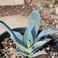 Agave pygmaea 'Dragon Toes' - 1 gal Assorted - Agave - DesertScapeSucculent