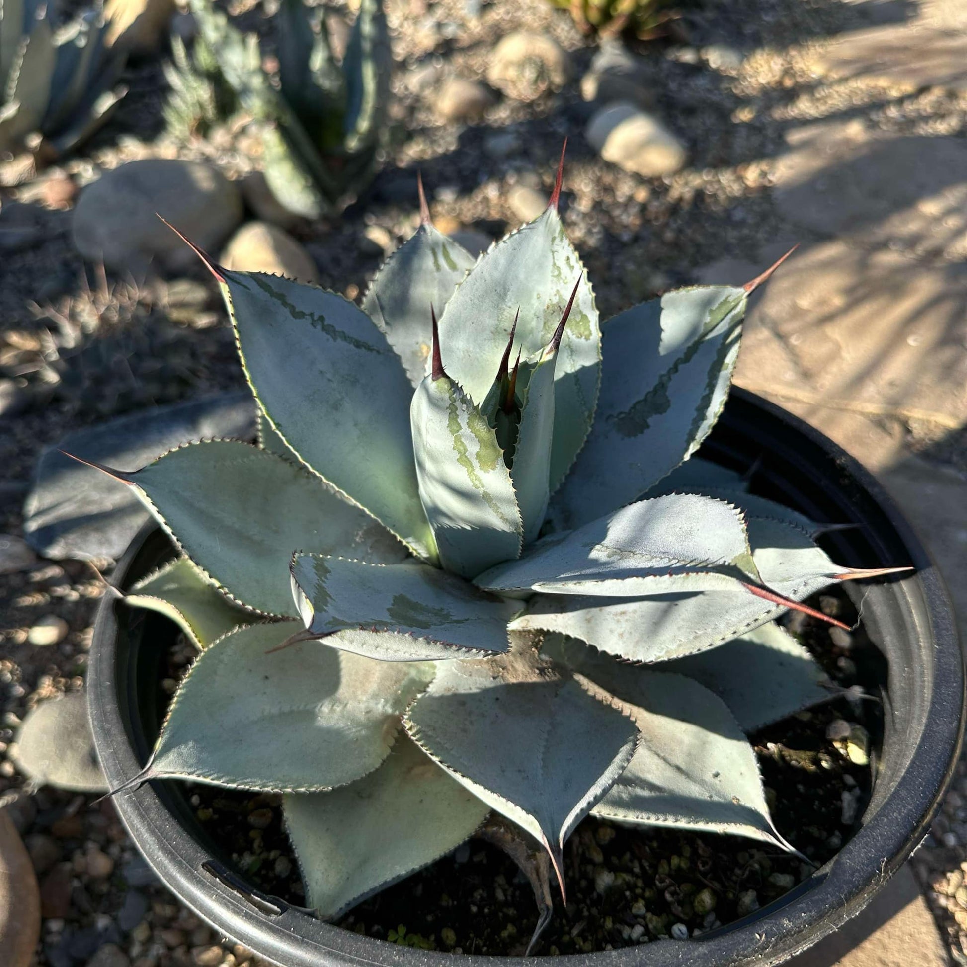 DesertScapeSucculent Agave 5 gal Assorted Agave pygmaea 'Dragon Toes'