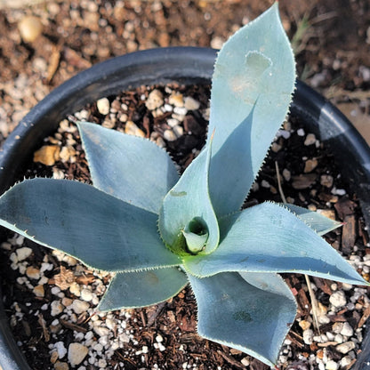 DesertScapeSucculent Agave Agave pygmaea 'Dragon Toes'