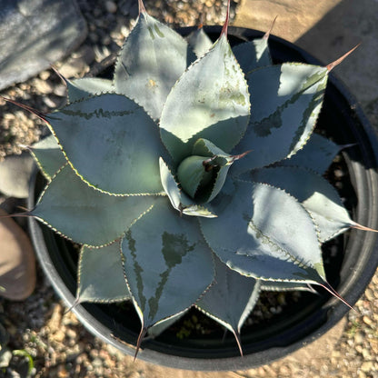 DesertScapeSucculent Agave Agave pygmaea 'Dragon Toes'