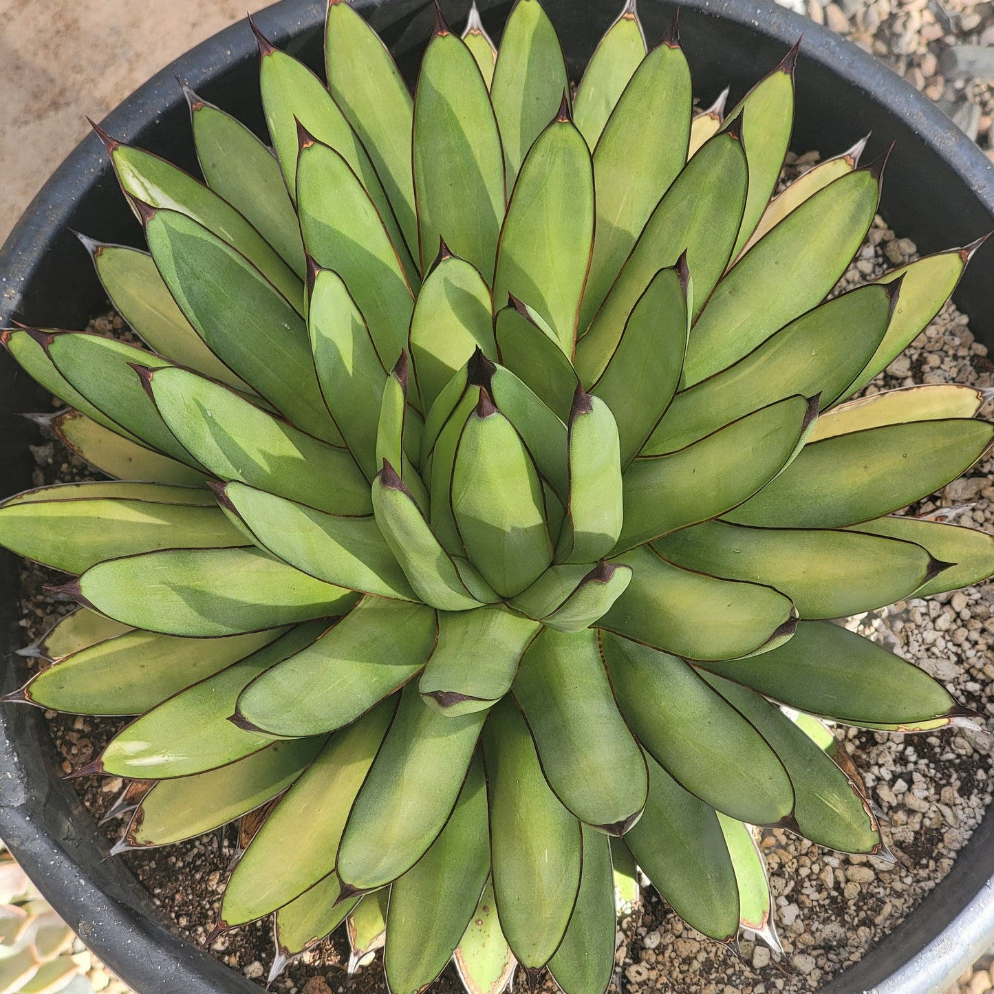 wax agave succulent Agave 'Royal Spine' – DesertScapeSucculent