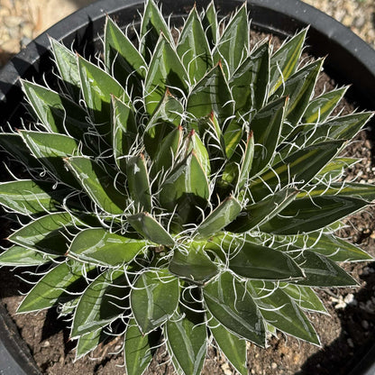 Agave schidigera 'Durango Delight' Variegated - 5 Gal Var Assorted - Agave - DesertScapeSucculent