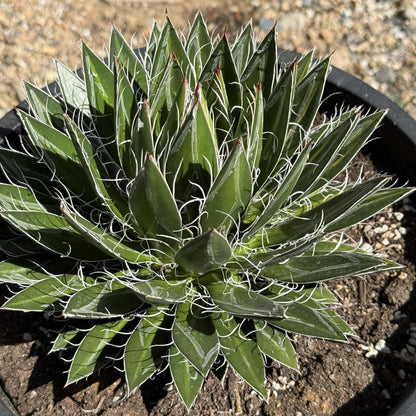 Agave schidigera 'Durango Delight' Variegated - 5 Gal Var Assorted - Agave - DesertScapeSucculent
