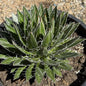 Agave schidigera 'Durango Delight' Variegated - 5 Gal Var Assorted - Agave - DesertScapeSucculent
