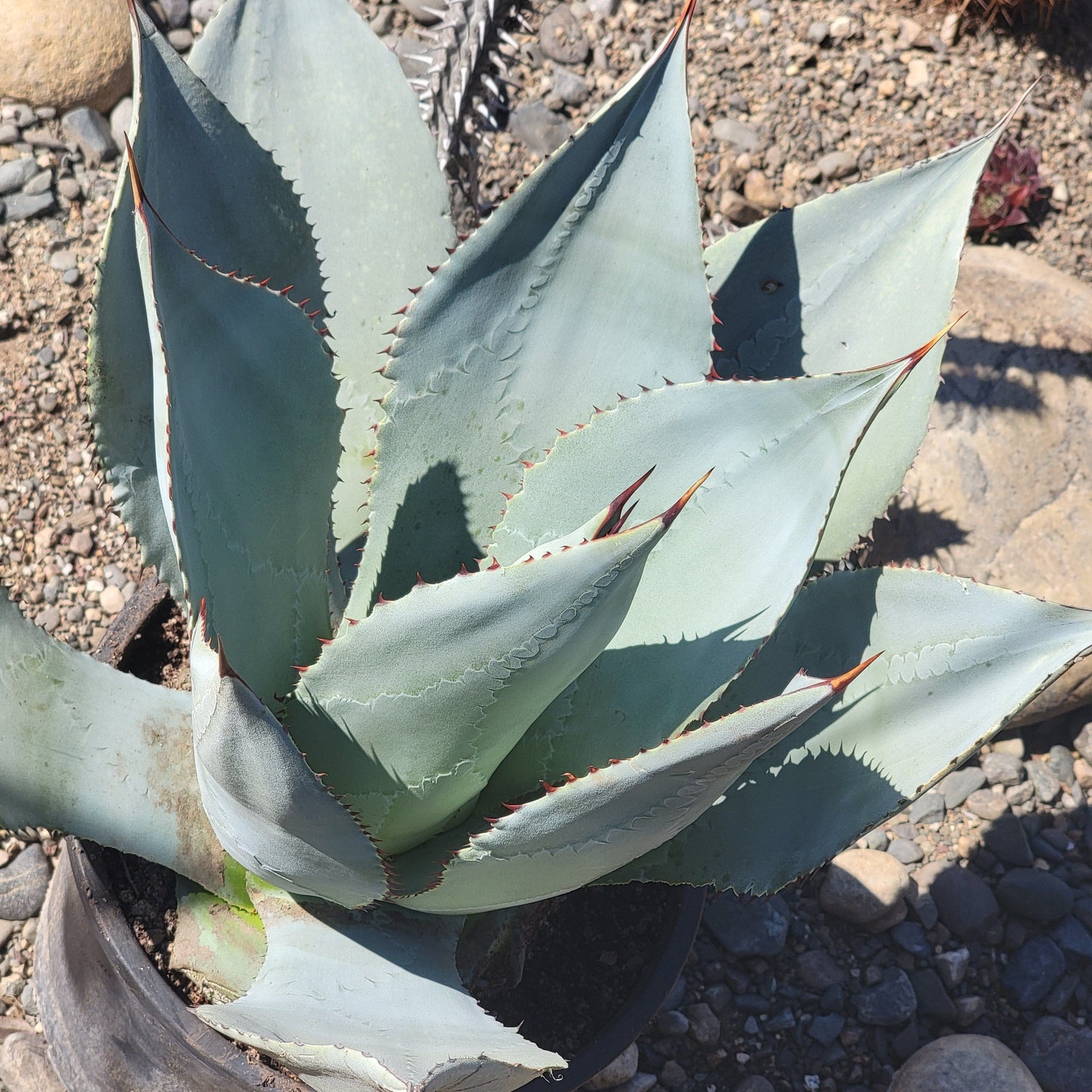 Agave 'sebastiana'