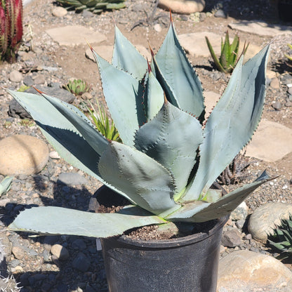 Agave 'sebastiana'