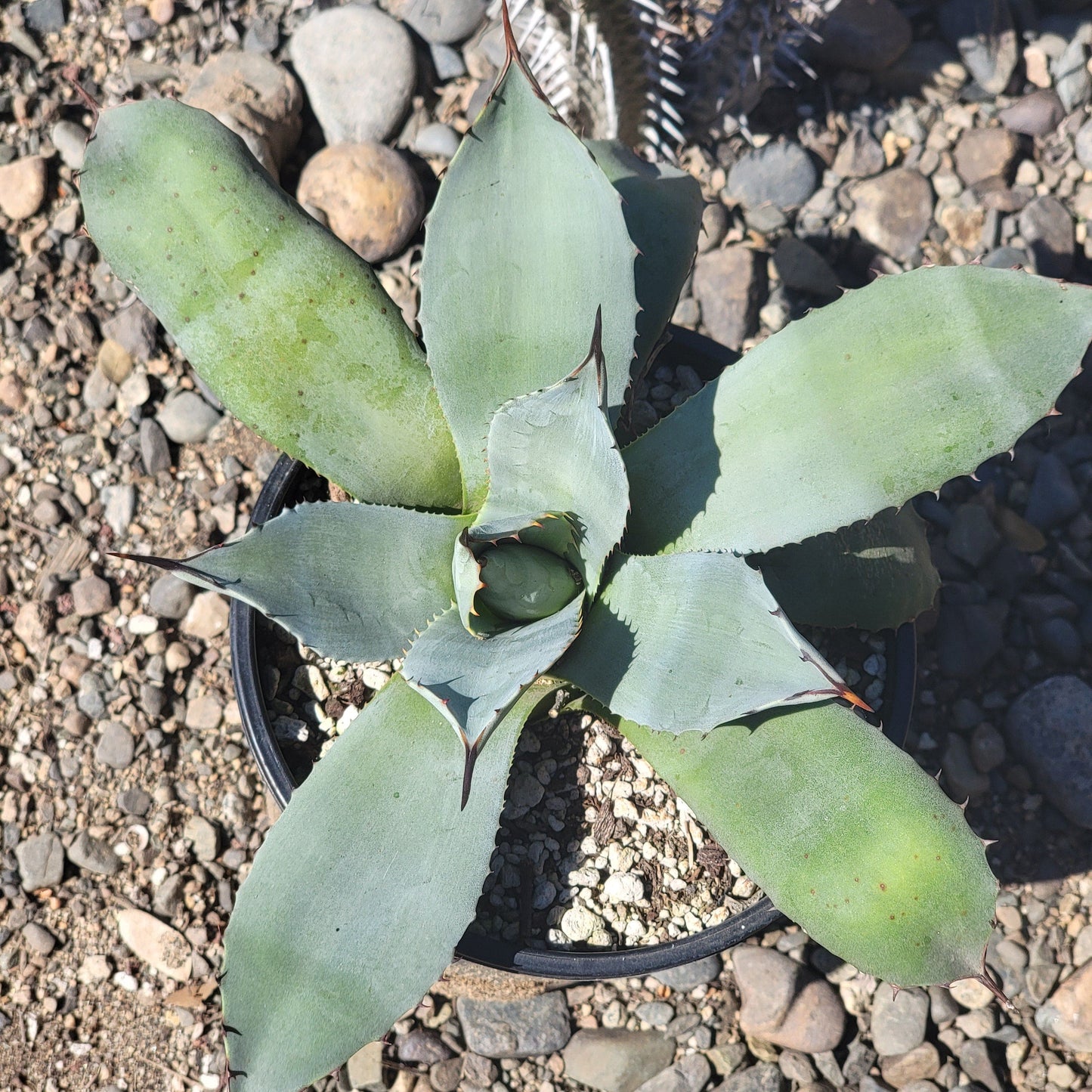 Agave 'sebastiana'