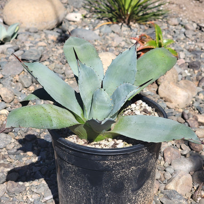 Agave 'sebastiana'