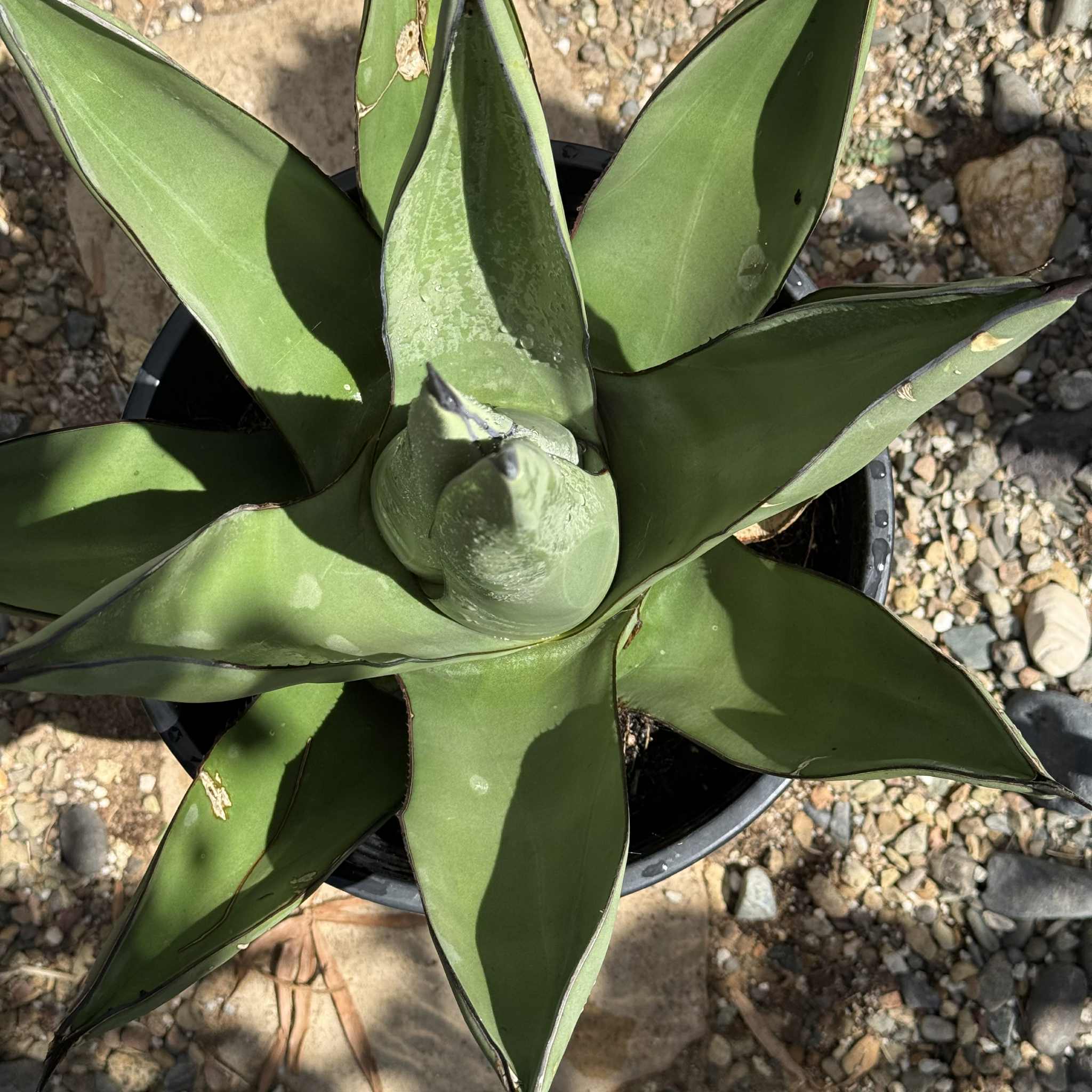Agave 'Shark Skin' – DesertScapeSucculent