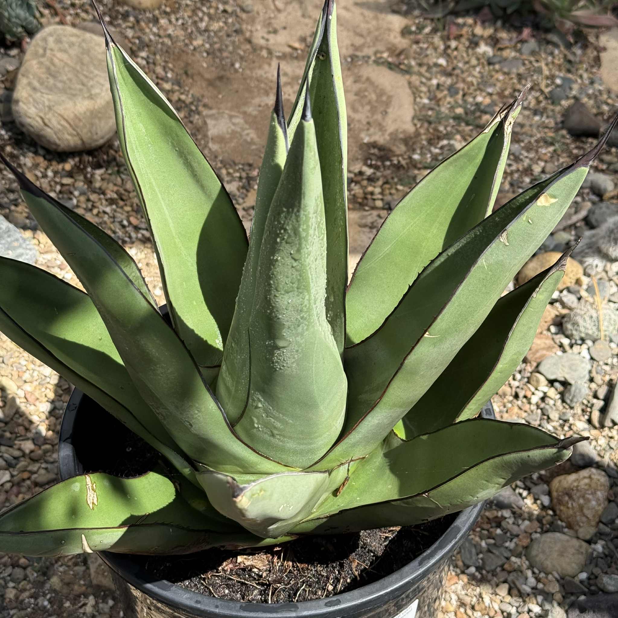 Agave 'Shark Skin' – DesertScapeSucculent