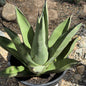 Agave 'Shark Skin' - 5 gal Assorted - Agave - DesertScapeSucculent