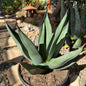 DesertScapeSucculent Agave 5 gallon Agave 'Shark Skin'