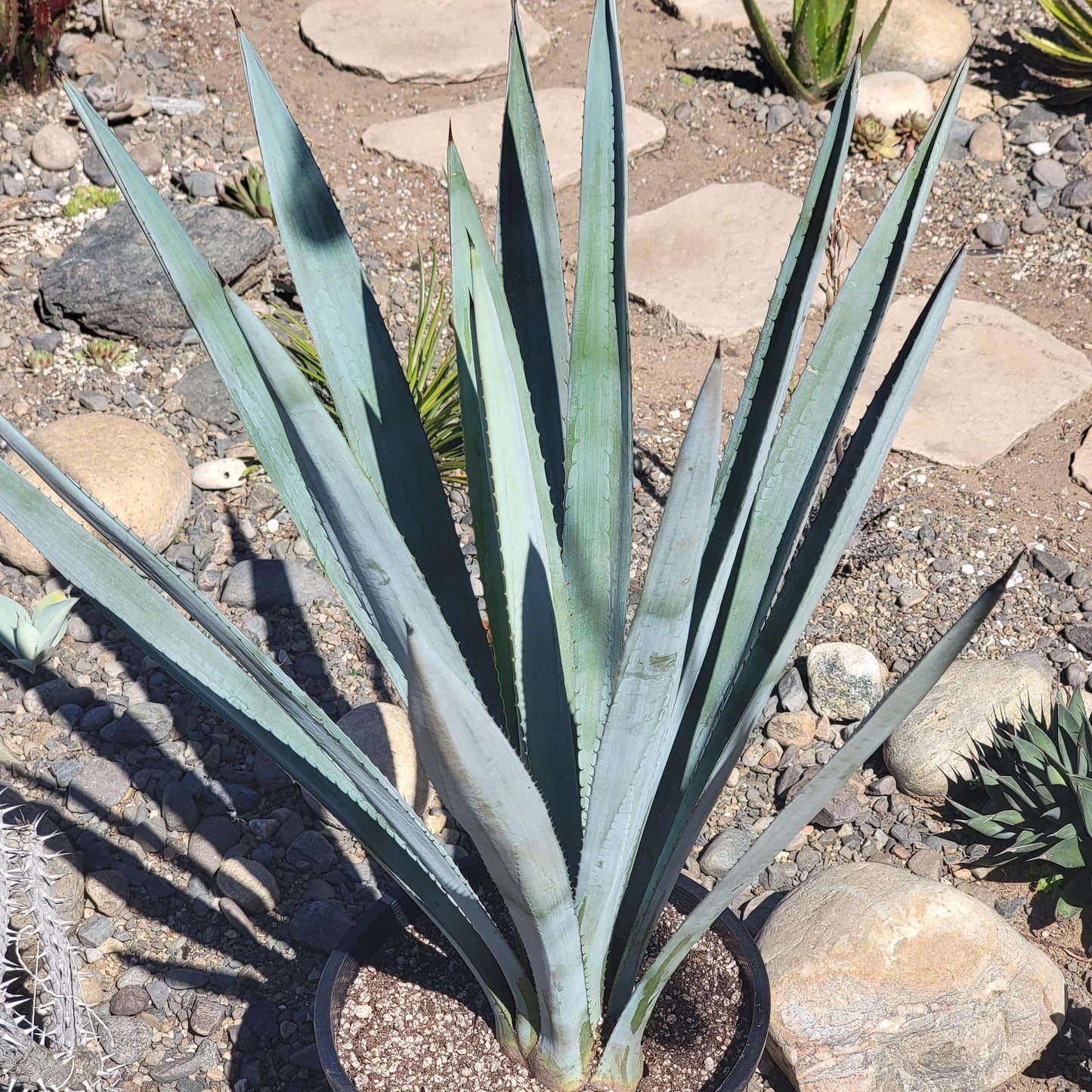 DesertScapeSucculent Agave 10 gal- Local pickup only Agave tequilana F.A.C.Weber