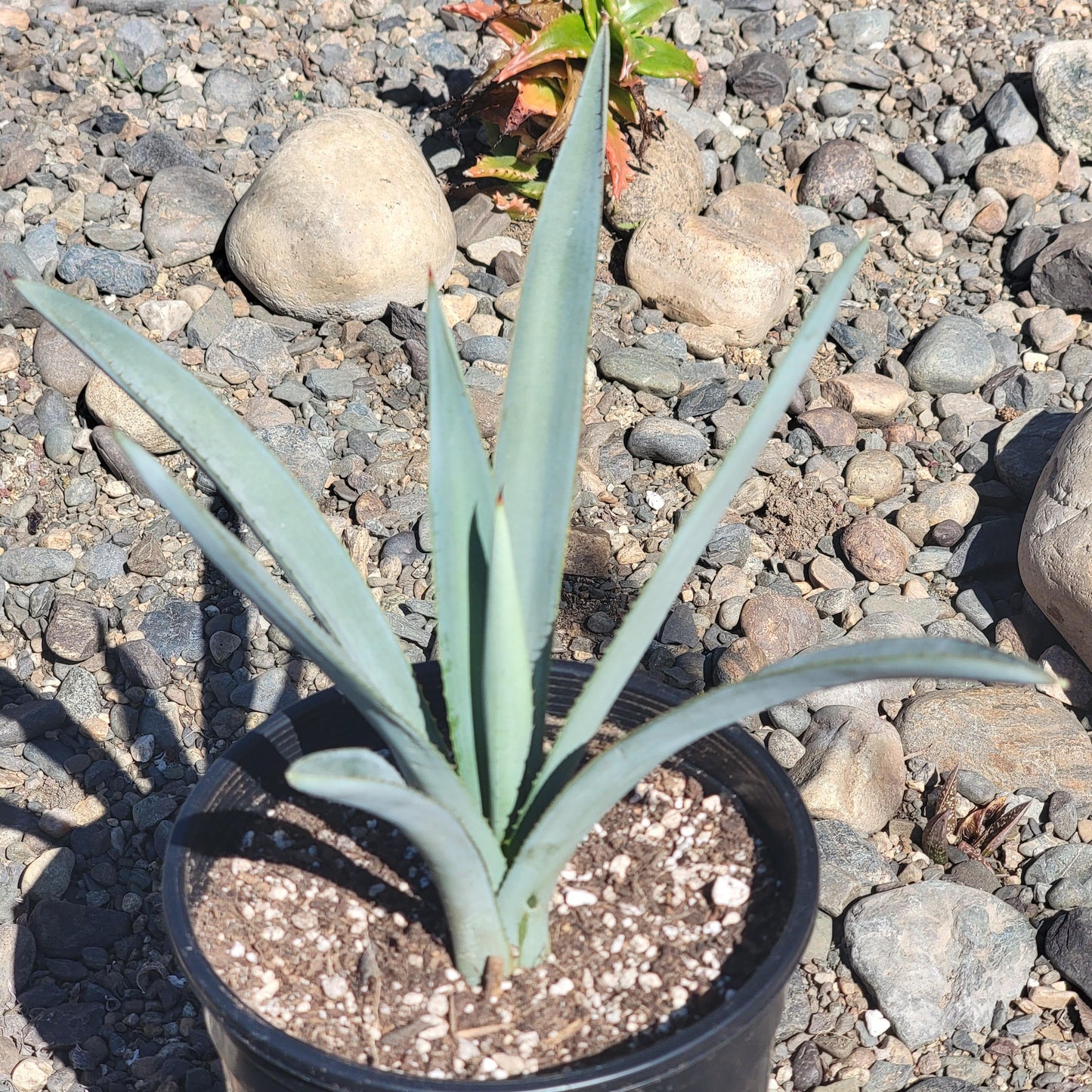 Agave tequilana F.A.C.Weber