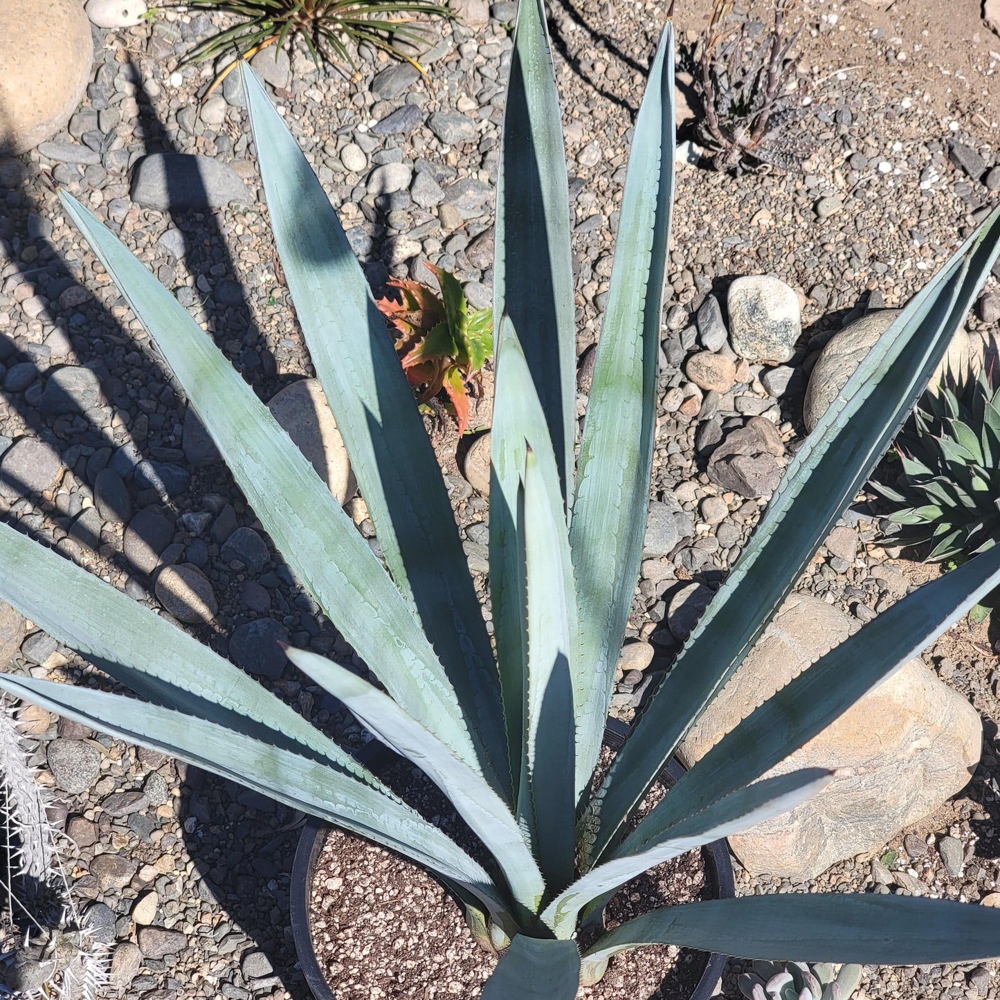 Agave tequilana F.A.C.Weber