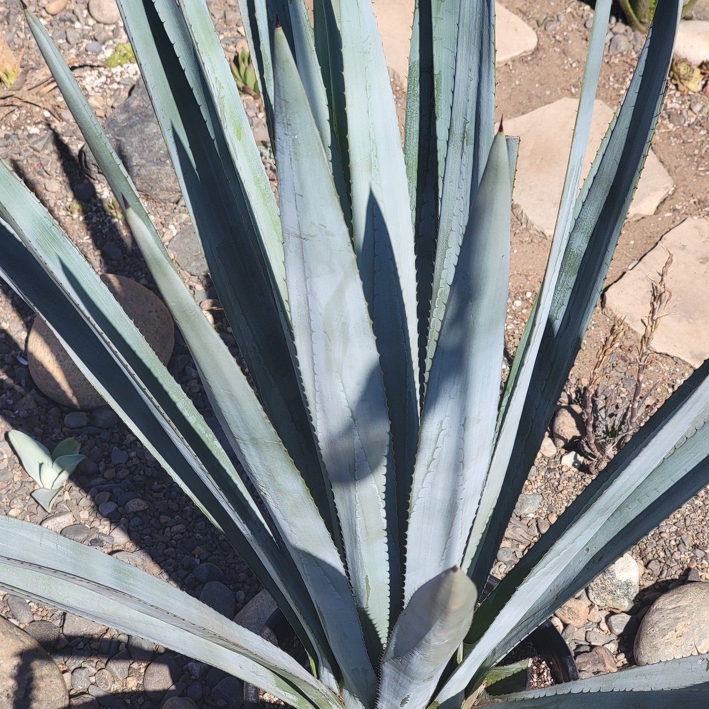 DesertScapeSucculent Agave Agave tequilana F.A.C.Weber