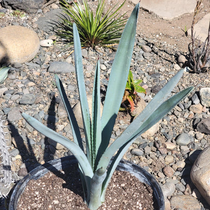 DesertScapeSucculent Agave 3 gal Assorted- 13"-15" Tall Agave tequilana F.A.C.Weber