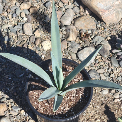 Agave tequilana F.A.C.Weber