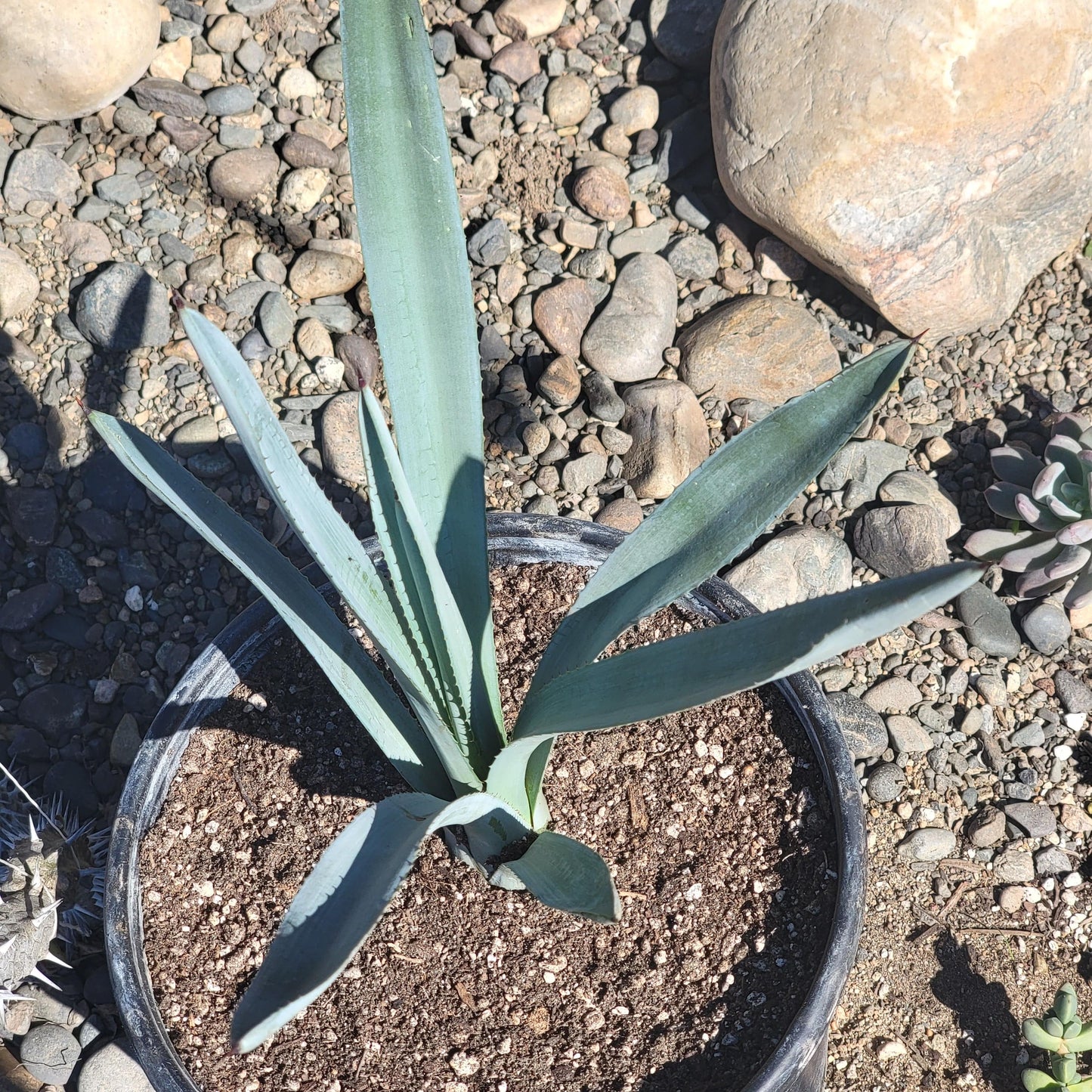 DesertScapeSucculent Agave Agave tequilana F.A.C.Weber