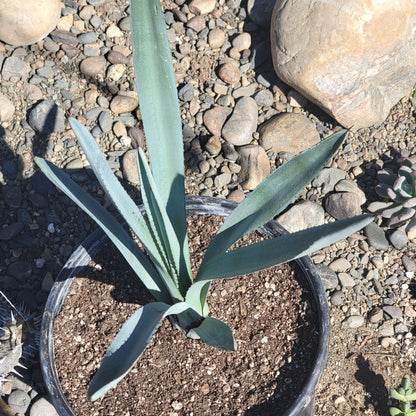 DesertScapeSucculent Agave Agave tequilana F.A.C.Weber