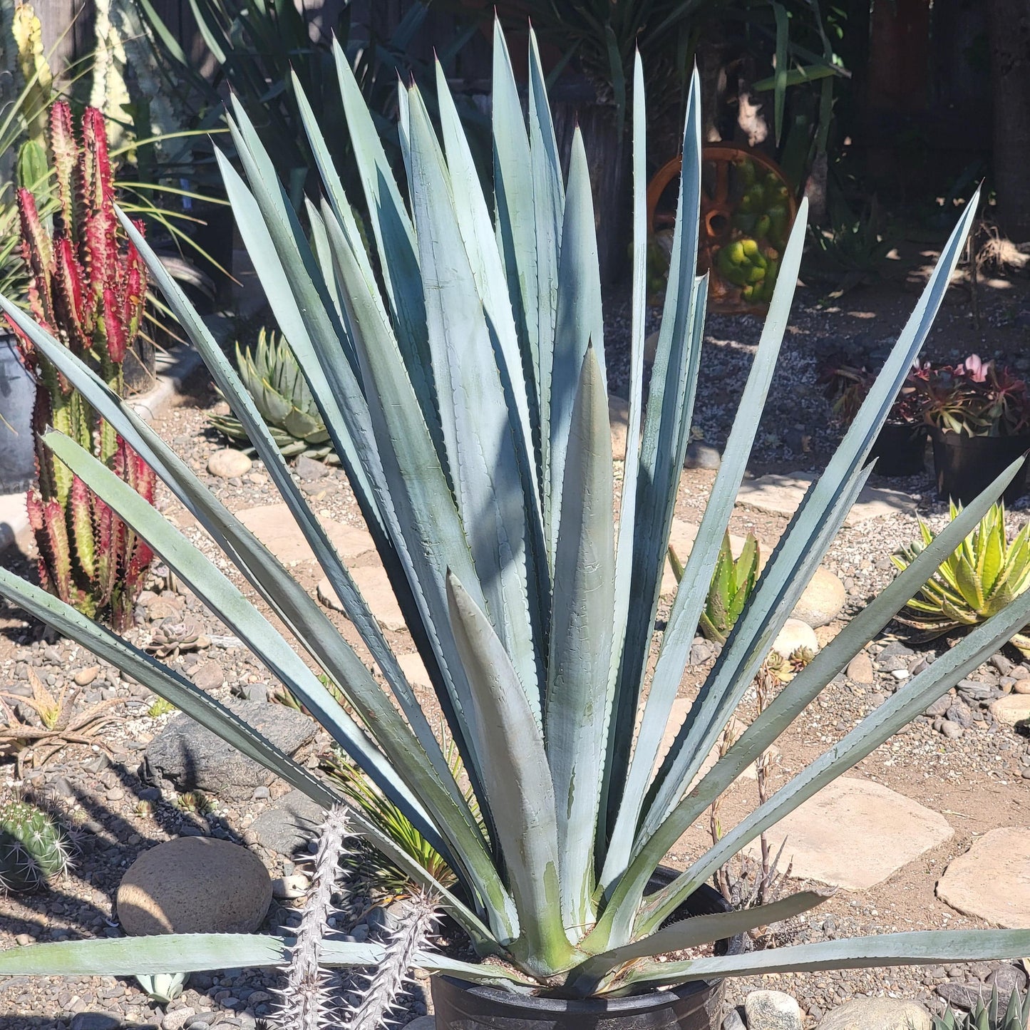 DesertScapeSucculent Agave 15 gal- Local pickup only Agave tequilana F.A.C.Weber