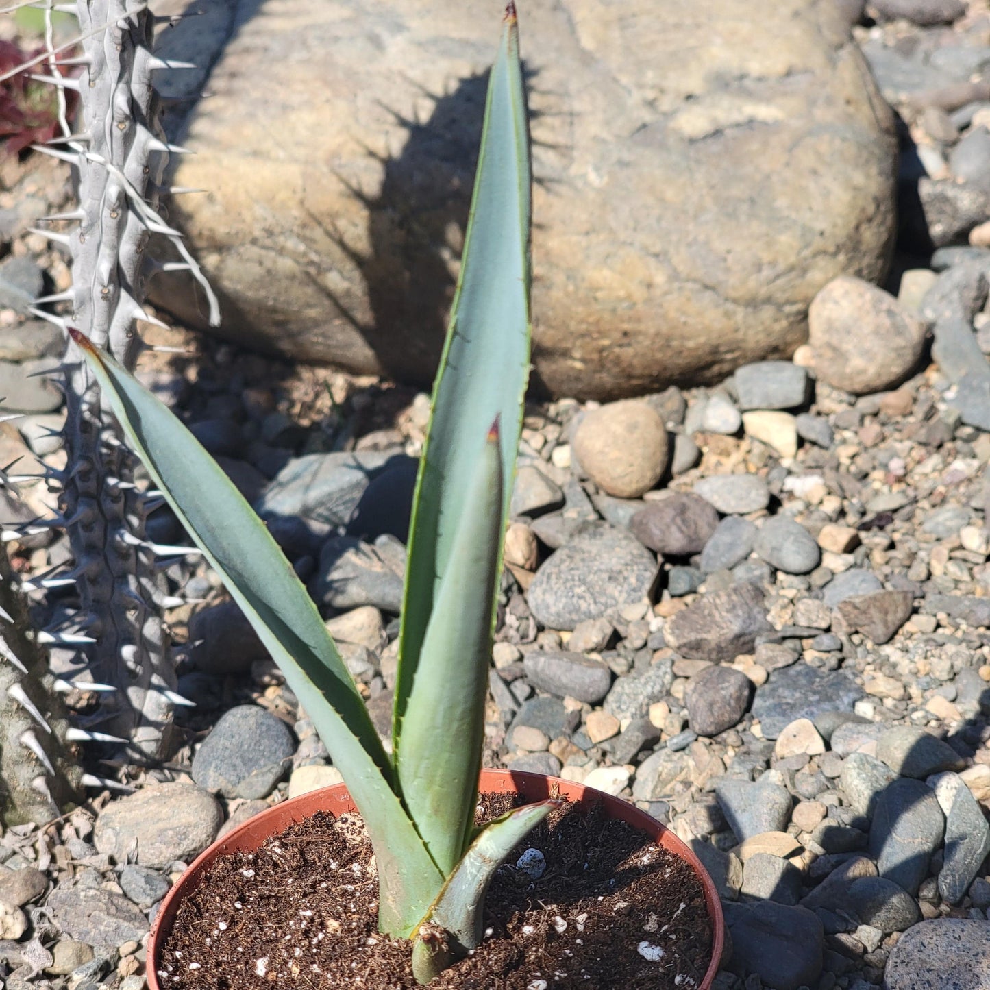 DesertScapeSucculent Agave 4" Assorted Agave tequilana F.A.C.Weber