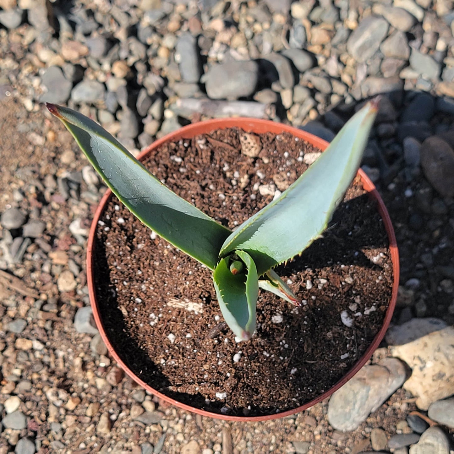 DesertScapeSucculent Agave Agave tequilana F.A.C.Weber