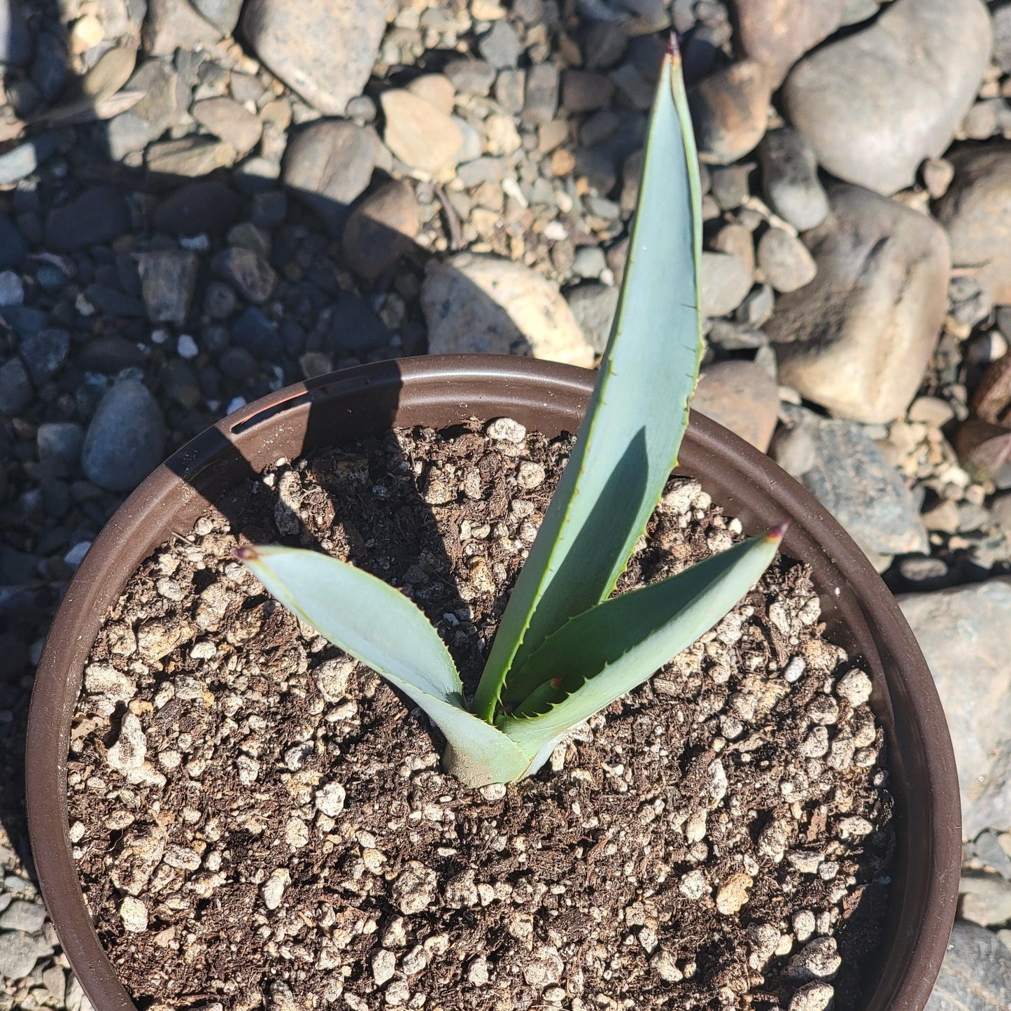 DesertScapeSucculent Agave 6" Assorted Agave tequilana F.A.C.Weber