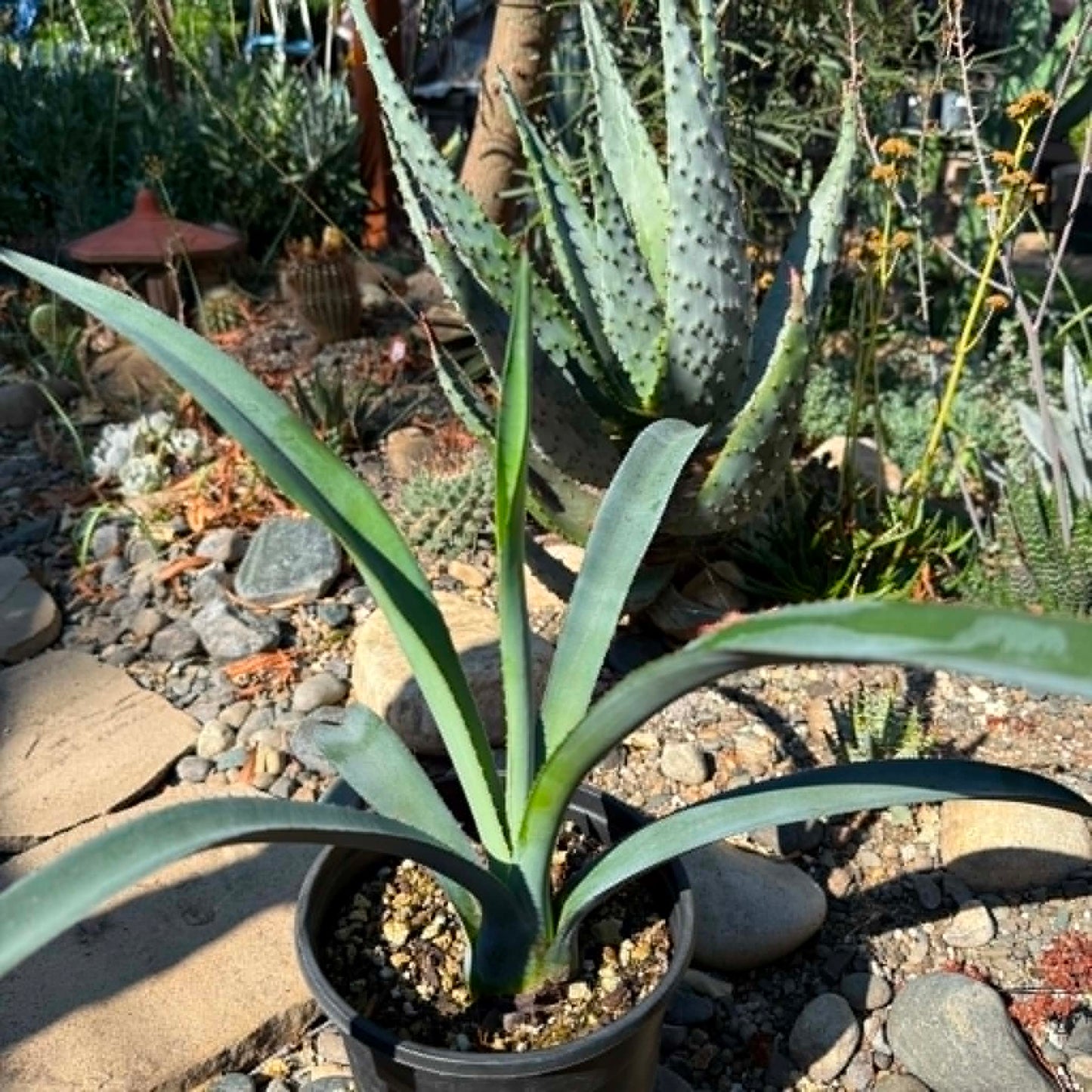 DesertScapeSucculent Agave 1 gal Assorted- 9"-13" Tall Agave tequilana 'Tequila Plant'