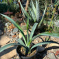 DesertScapeSucculent Agave 1 gal Assorted- 9"-13" Tall Agave tequilana 'Tequila Plant'