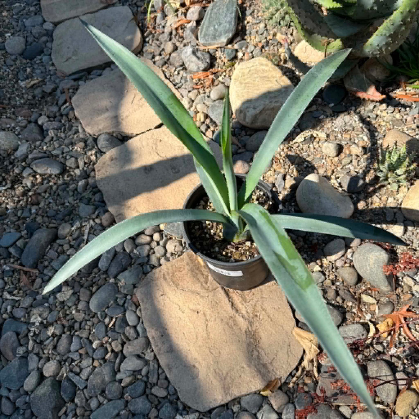 DesertScapeSucculent Agave Agave tequilana 'Tequila Plant'